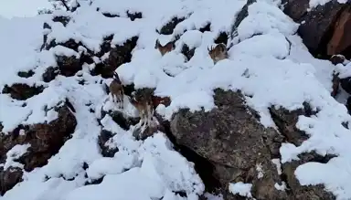 Adıyaman'da Yaban Keçileri Kar Yağışından Etkilendi